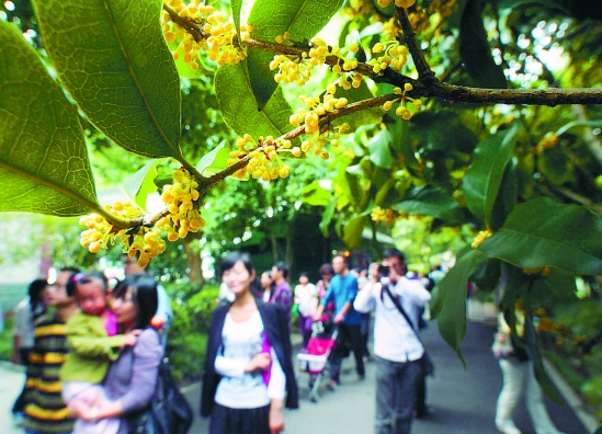 Hangzhou aroma osmanthus 9