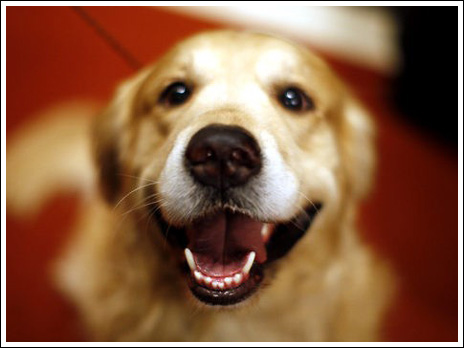 Hombre australiano se casa con su perro