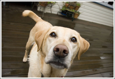 Hombre australiano se casa con su perro