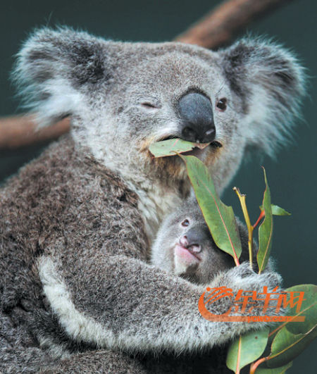 carne de koala, animal, culturua, sociedad, Guangzhou, China