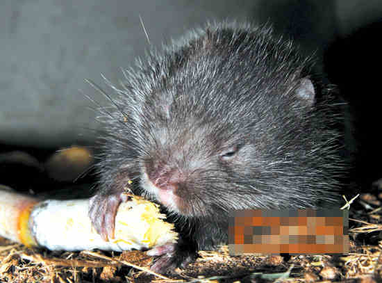 carne de koala, animal, culturua, sociedad, Guangzhou, China carne de koala, animal, culturua, sociedad, Guangzhou, China