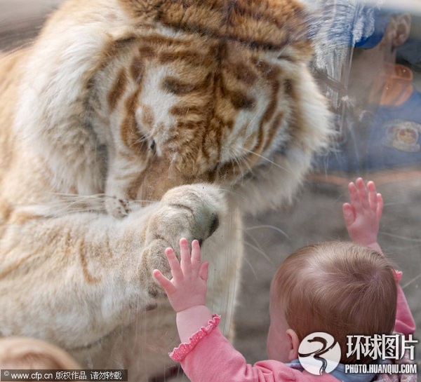 Los animales más chulos del año 2011