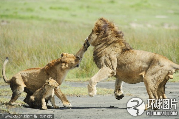 Los animales más chulos del año 2011