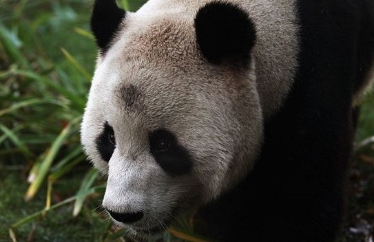 Críticas a la BBC por nombrar a osa panda como mujer del año