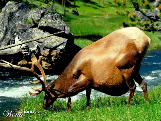 Los animales gorditos y graciosos