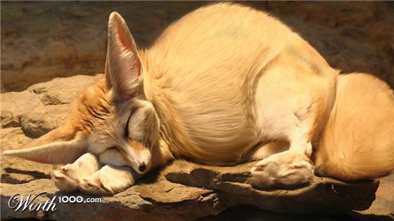 Los animales gorditos y graciosos