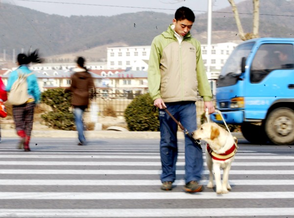 Pekín,Perros, sociedad, animal, 