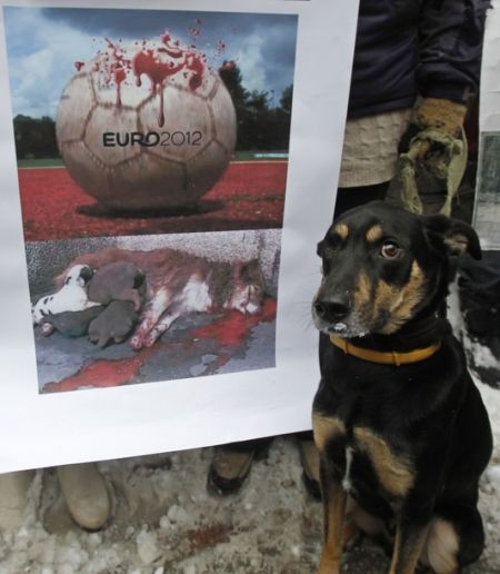 Matanza de perros abandonados en Ucrania para la Eurocopa 2012