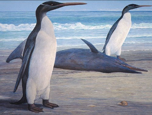 pingüino,pingüinos más altos y pesados, arqueología, animal,