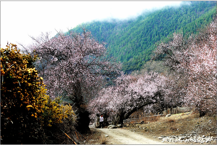 El paisaje increíble en Nyingchi, Tíbet 14