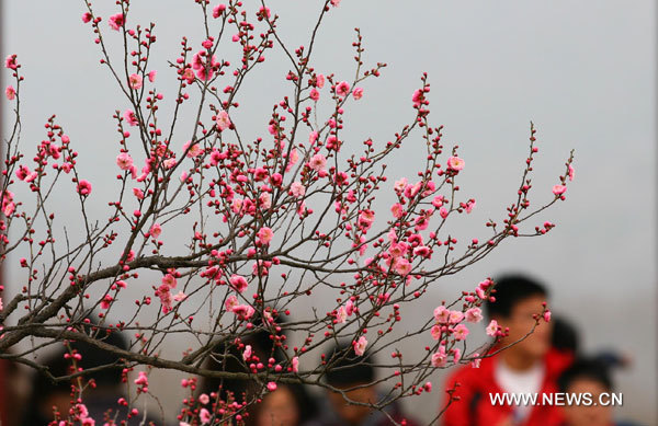 flor-ciruelo-monte-Meihua-Nanjing-China 2