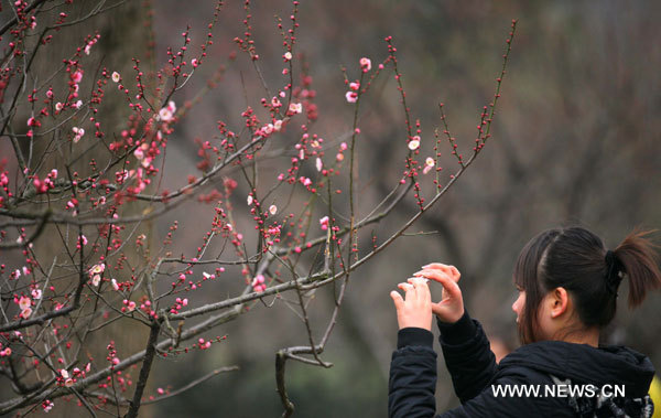 flor-ciruelo-monte-Meihua-Nanjing-China 1