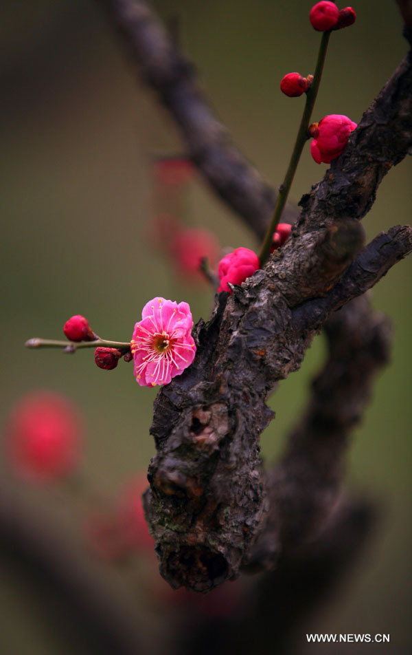flor-ciruelo-monte-Meihua-Nanjing-China