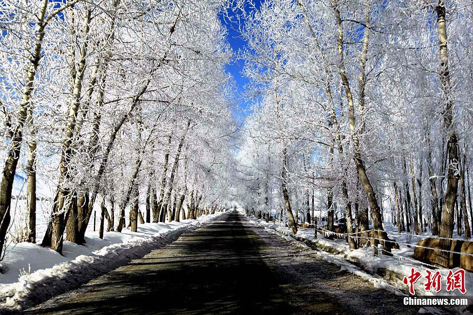 Paisaje fantástico de los pinos con escarcha en Xinjiang