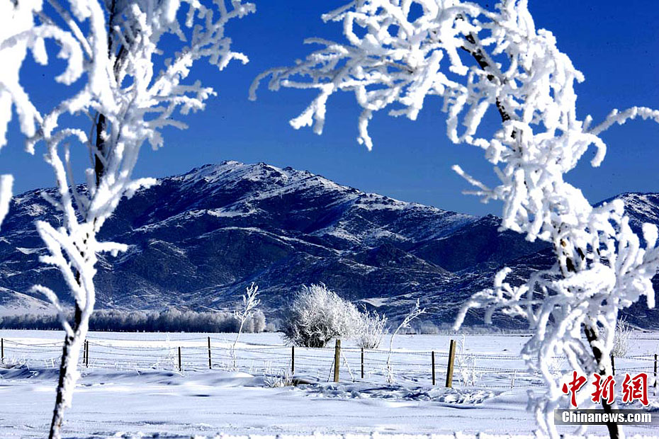 Paisaje fantástico de los pinos con escarcha en Xinjiang