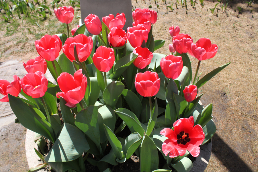 Flores de primavera en el Parque Zhongshan 1