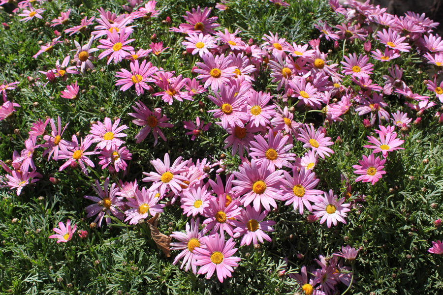 Flores de primavera en el Parque Zhongshan 3