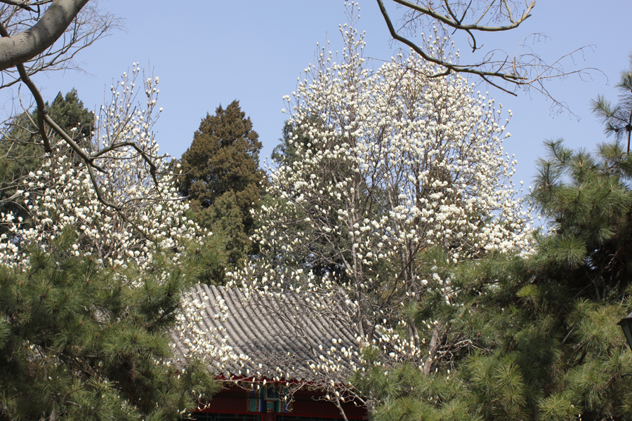 Flores de primavera en el Parque Zhongshan 4