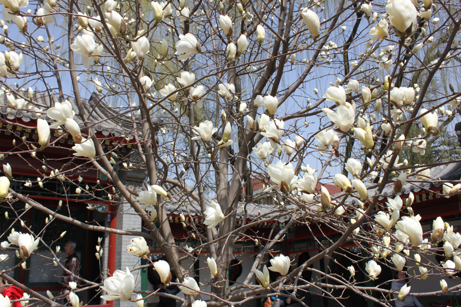 Flores de primavera en el Parque Zhongshan 8