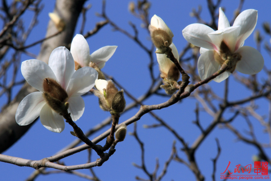 Magnolias en el Palacio de Verano 2