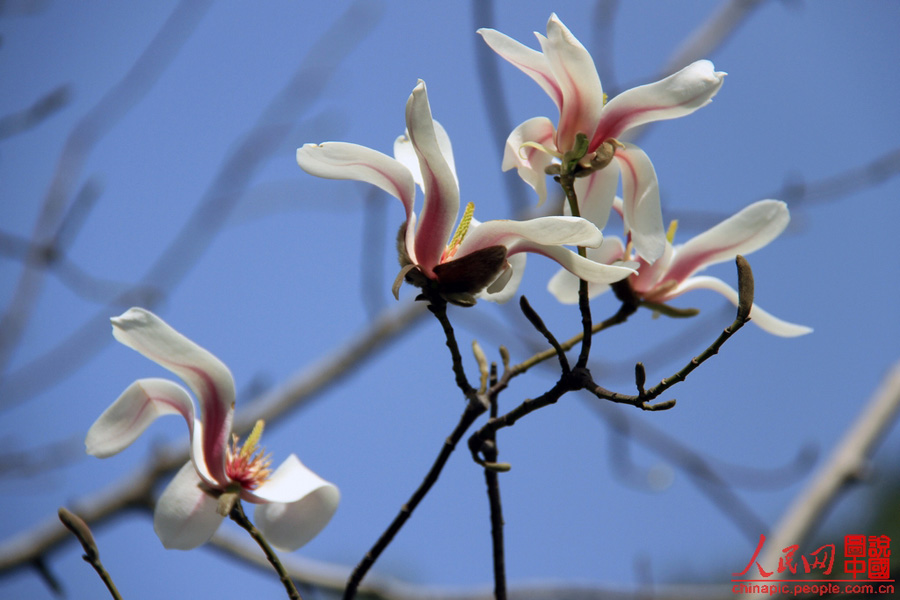 Magnolias en el Palacio de Verano 3