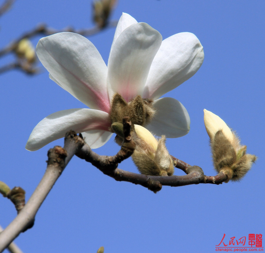 Magnolias en el Palacio de Verano 4