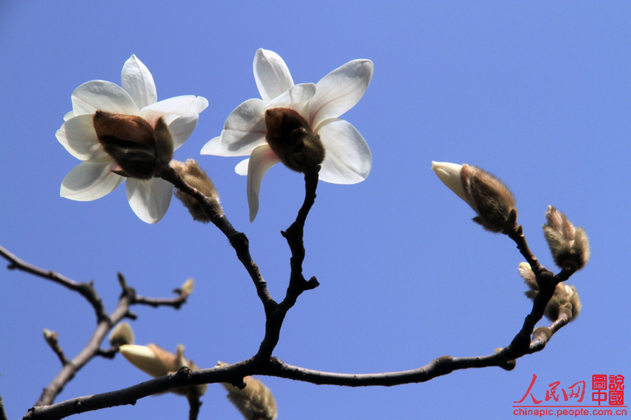 Magnolias en el Palacio de Verano 5