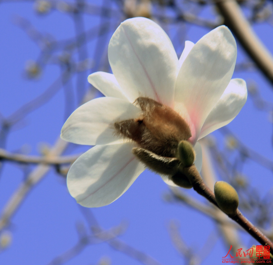 Magnolias en el Palacio de Verano 6