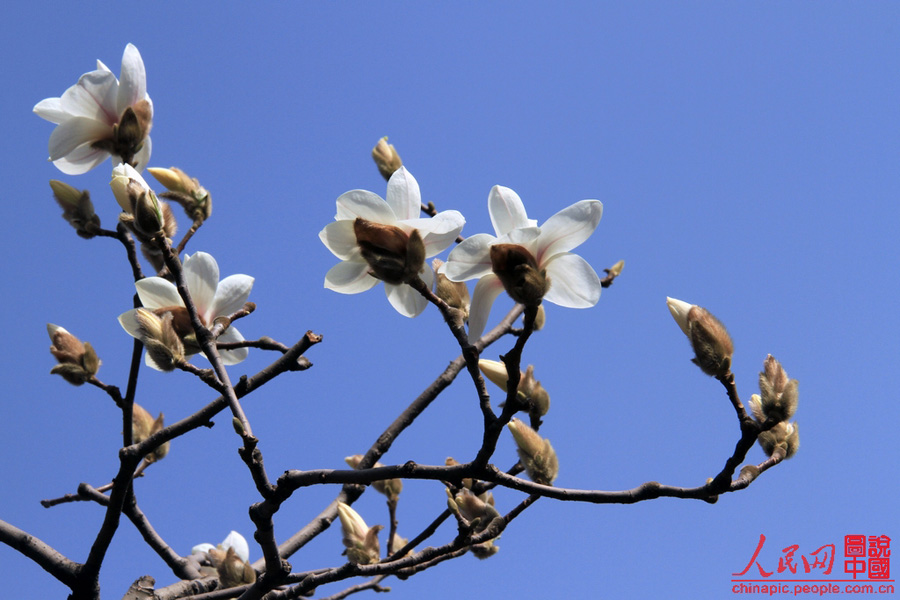 Magnolias en el Palacio de Verano 7