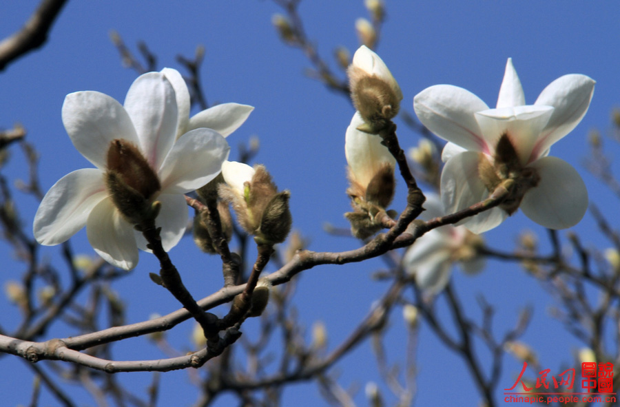 Magnolias en el Palacio de Verano 8