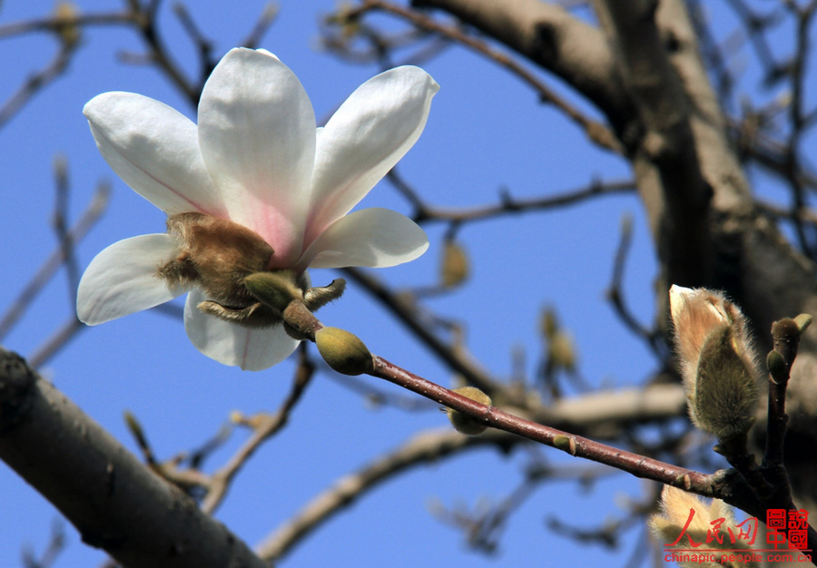 Magnolias en el Palacio de Verano 9