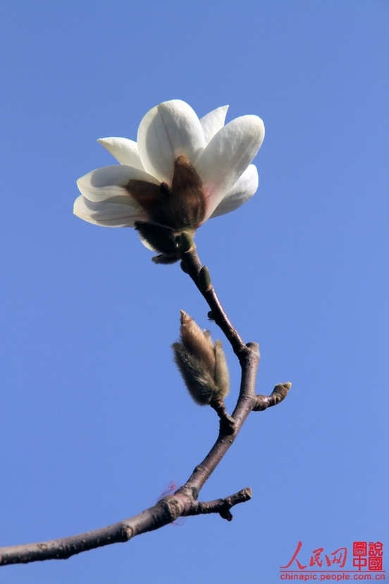 Magnolias en el Palacio de Verano 10