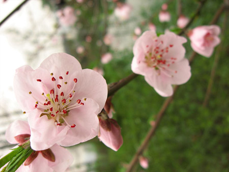 Primavera: el mejor momento para disfrutar de las flores en China 1