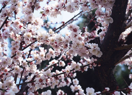 Primavera: el mejor momento para disfrutar de las flores en China 2