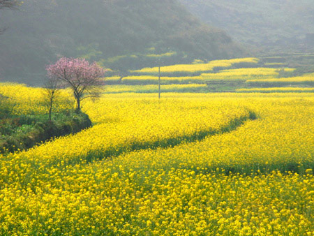 Primavera: el mejor momento para disfrutar de las flores en China 5