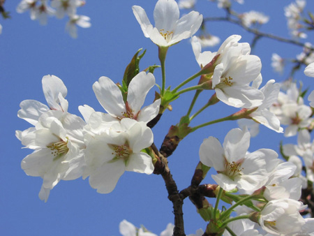 Primavera: el mejor momento para disfrutar de las flores en China 7