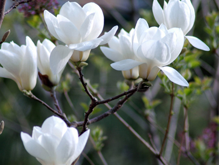 Primavera: el mejor momento para disfrutar de las flores en China 8