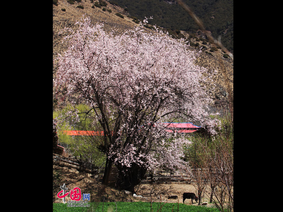 Siga flores de durazno a Nyingchi 4