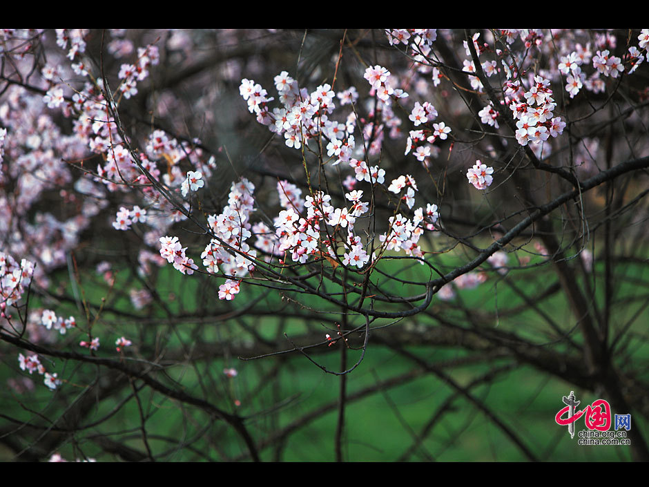 Siga flores de durazno a Nyingchi 6