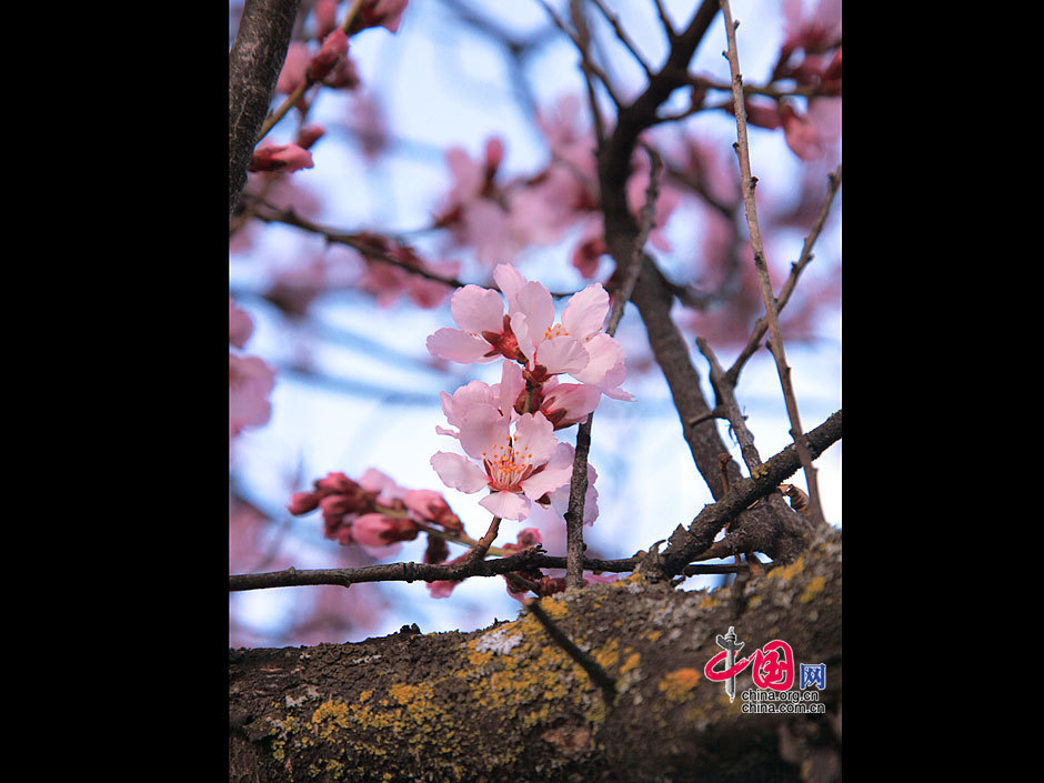 Siga flores de durazno a Nyingchi 9