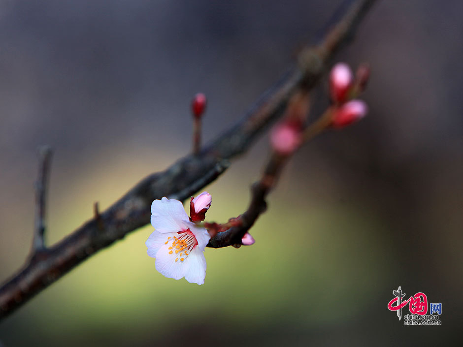 Siga flores de durazno a Nyingchi 10