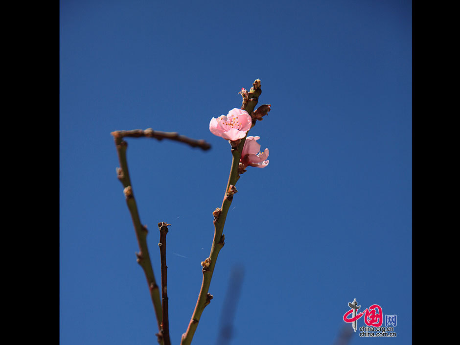 Siga flores de durazno a Nyingchi 11