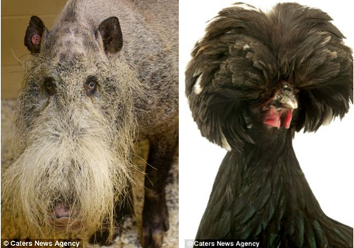 Peinados divertidos de los animales 4