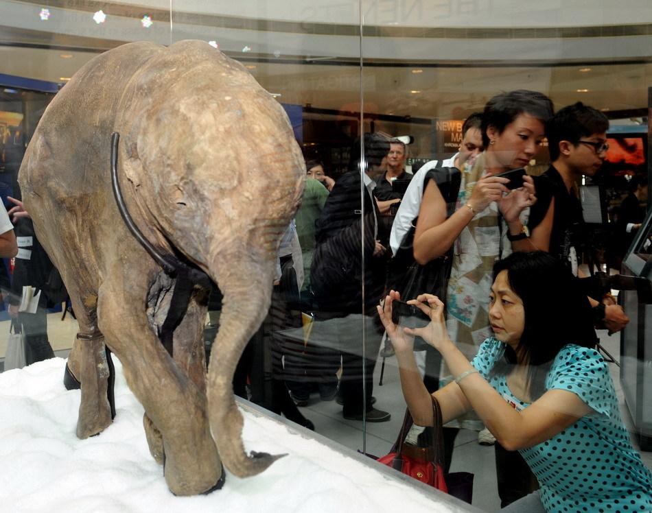 Se exhibe fósil del cachorro de mamut por primera vez en Hong Kong