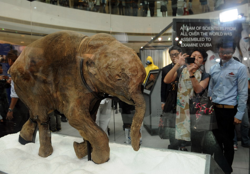 Se exhibe fósil del cachorro de mamut por primera vez en Hong Kong