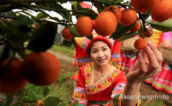 Temporada de kumquat llega a Liuzhou, Guangxi 2