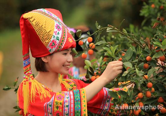 Temporada de kumquat llega a Liuzhou, Guangxi 3