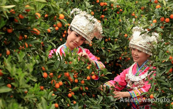 Temporada de kumquat llega a Liuzhou, Guangxi 4