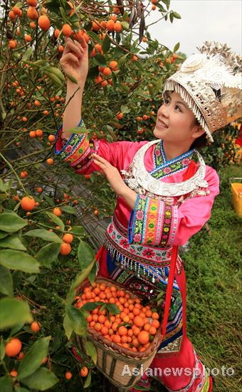 Temporada de kumquat llega a Liuzhou, Guangxi 5