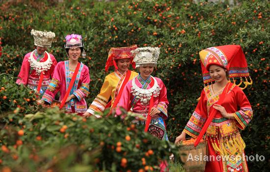 Temporada de kumquat llega a Liuzhou, Guangxi 6